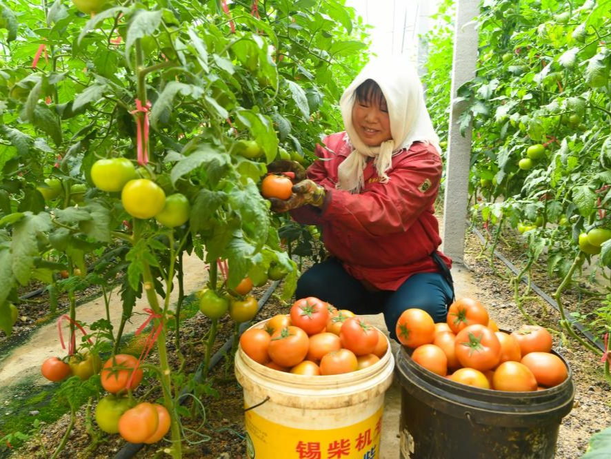 盐碱地上的设施蔬菜走出了农业现代化的乡村振兴之路