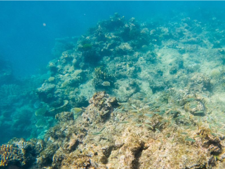 大堡礁列为濒危世界遗产？联合国专家与澳政府有分歧