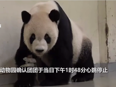 台北动物园：将保留大熊猫团团的皮毛和骨骼标本