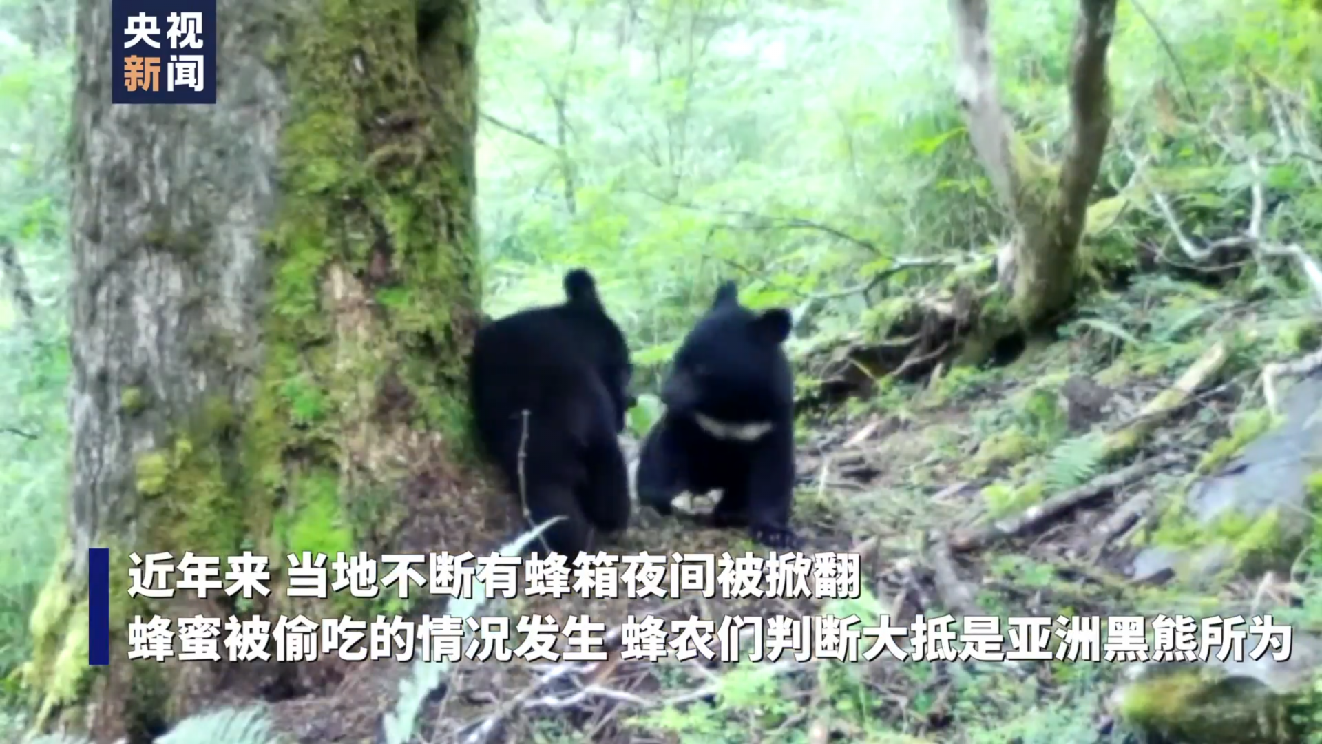 黑熊半夜“偷蜜” 被红外相机抓拍现行