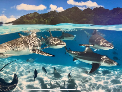 2022海博会：“海洋生态影像展”与你诉说大海的秘密