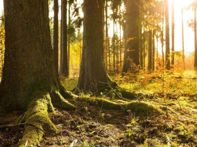 62万亩林地有了“森林保险”！珠海以全面推进林长制创新本土治理模式