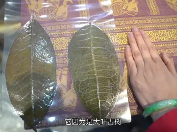 进博透视：千年古树茶，搭上中国高质量发展快车   