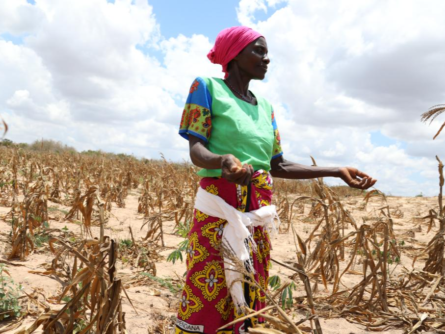 肯尼亚拨款20亿先令应对40年来最严重的干旱