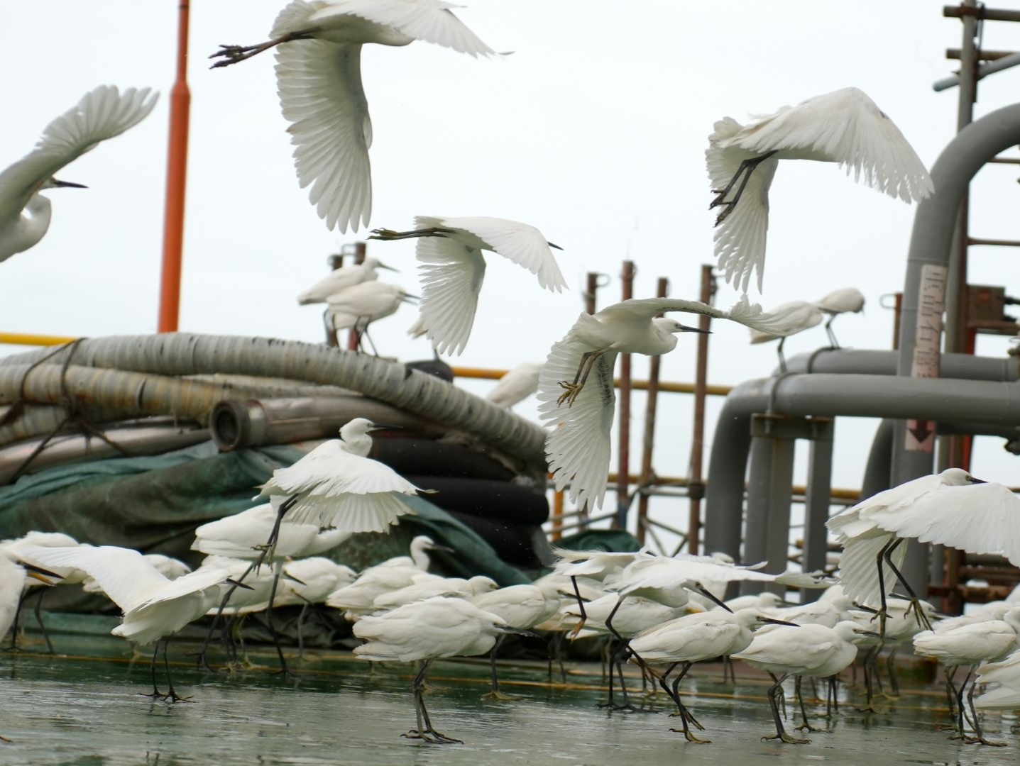 海上石油钻井平台：候鸟万里大迁徙的“诺亚方舟”
