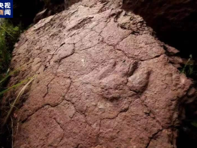 福建上杭新发现罕见正负模保存的恐龙足迹化石