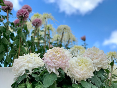 （暂不发）深圳ENJOY | 云赏花！东湖公园的菊花开放了