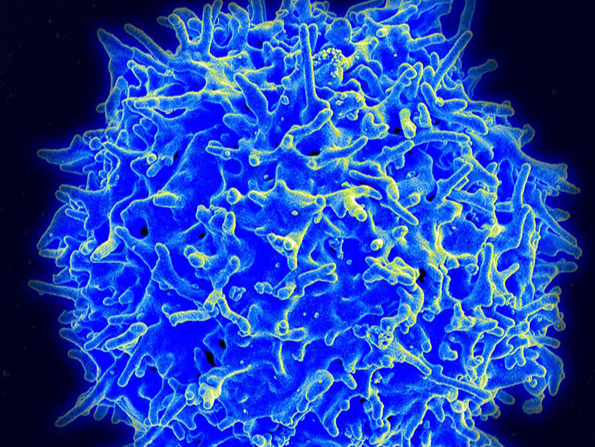 凝胶根除癌细胞动物试验展开 有助肉瘤新免疫疗法研究