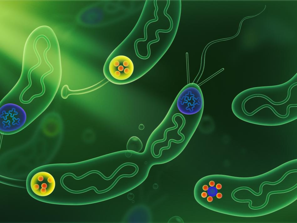 蛋白也能形成“结界”？深圳研究团队针对微生物细胞不对称性分裂调控机制有新发现