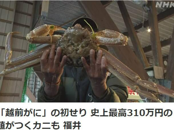 一只螃蟹15万元！日本这种螃蟹拍出创纪录价格