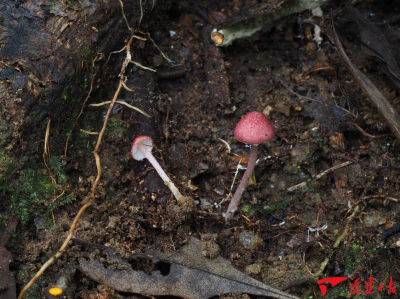 又上新了！武夷山国家公园发现2个大型真菌新物种