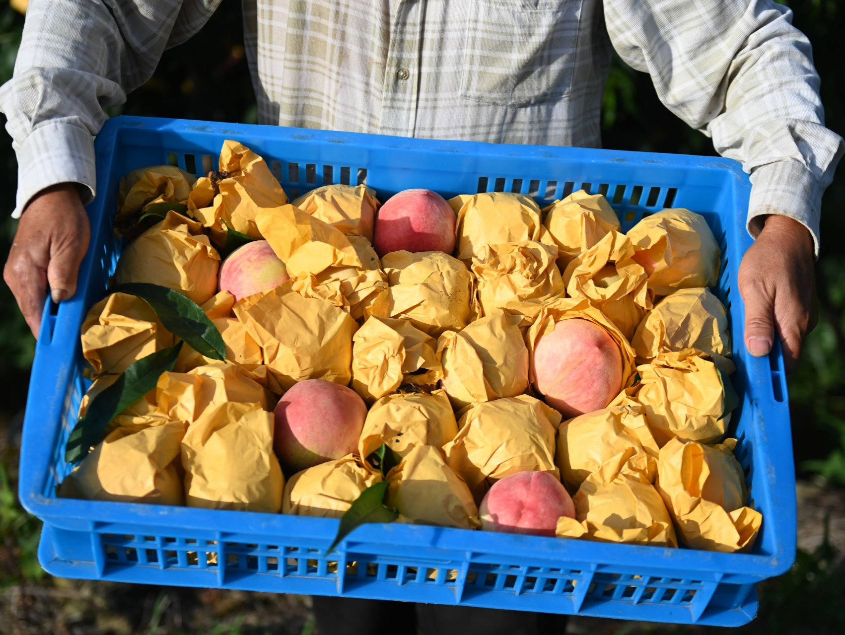 产自阳山的水蜜桃能不能叫“阳山水蜜桃”？上海法院这样判