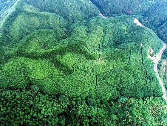 广东省首批林长绿美园名单公布，广州这个公园上榜