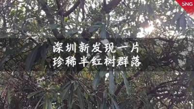 深圳新发现一片珍稀半红树群落