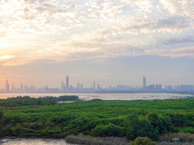 （暂不发）定了！深圳福田红树林湿地被列为“国际重要湿地”