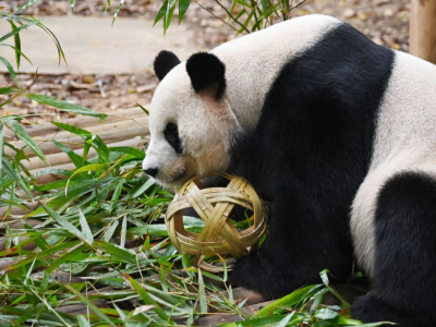 过把足球瘾！深圳野生动物园上演动物“世界杯”