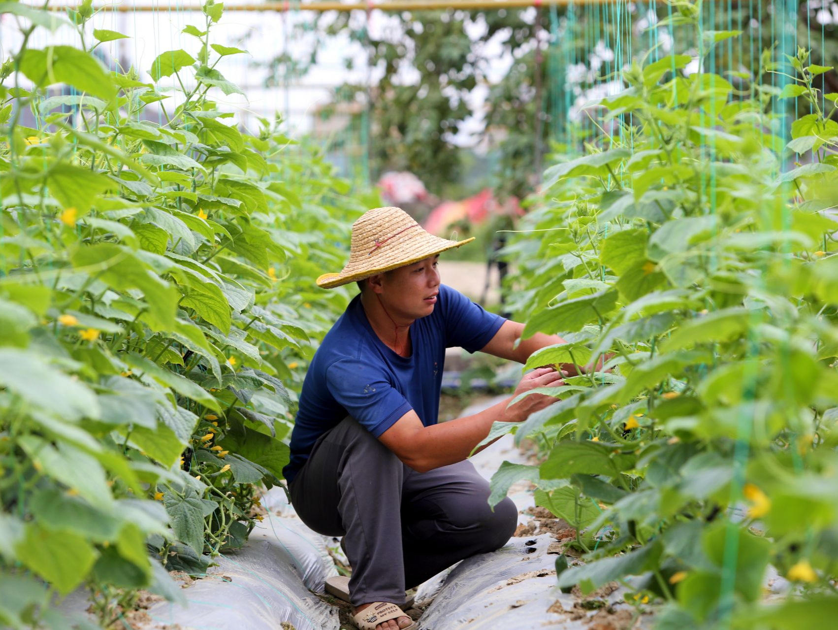 东莞道滘：特色番茄种植助力乡村振兴