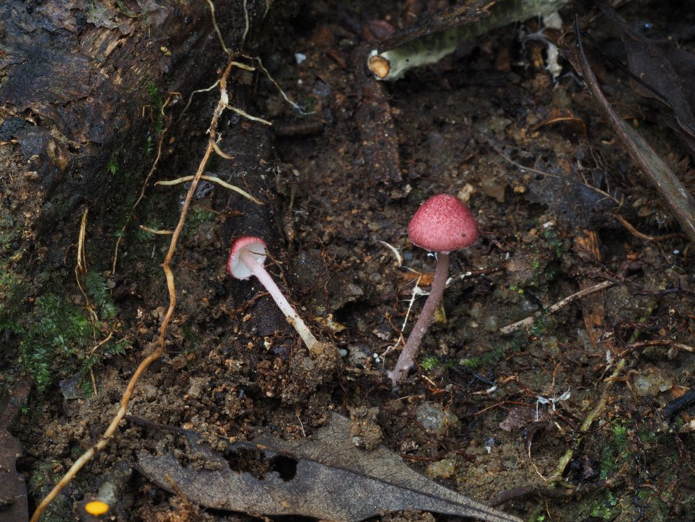 武夷山国家公园发现两个大型真菌新物种