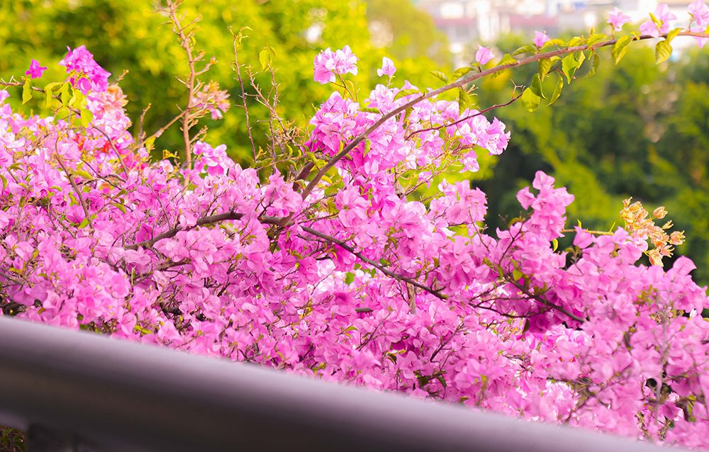 【已结束】#簕杜鹃正灿烂#秋游赏花正当时