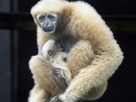 时隔17年，广州动物园再次成功繁殖长臂猿