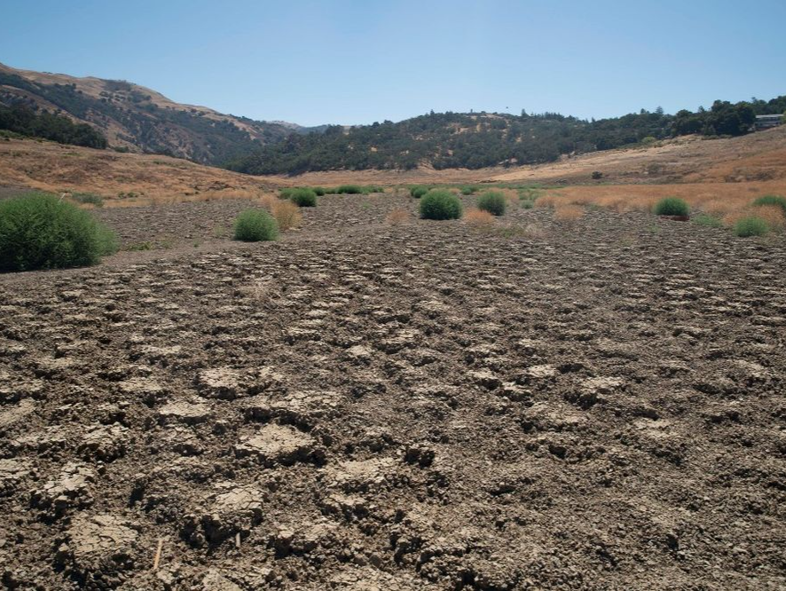 干旱持续 美国西部多城为节水拟铲草坪