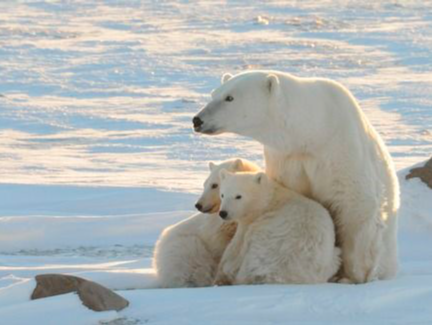 “世界北极熊之都”周边北极熊正快速消亡，近40年减少50%