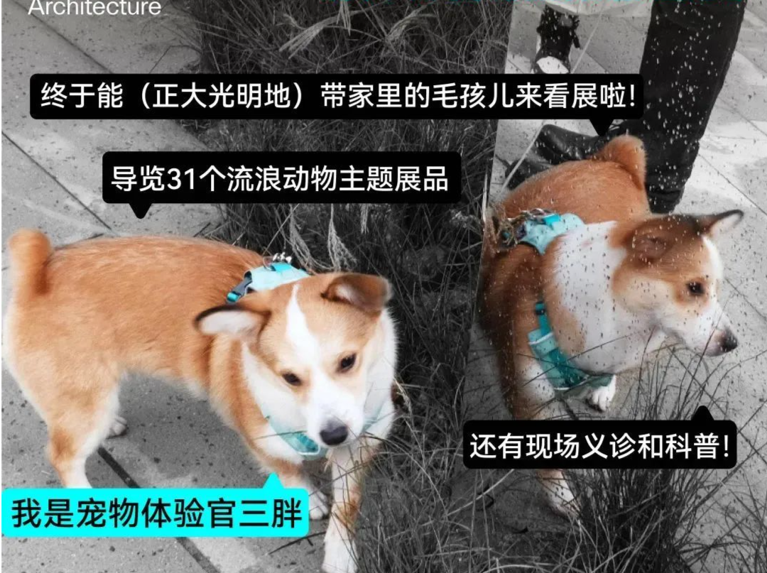 活动招募 |宠物开放日——邀请10组家庭携宠来UABB观展啦！