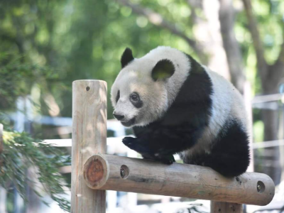 旅日大熊猫“香香”将于明年2月回国