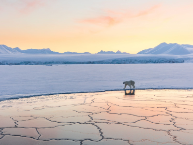 研究：约65%的南极洲本土物种恐在本世纪末消失