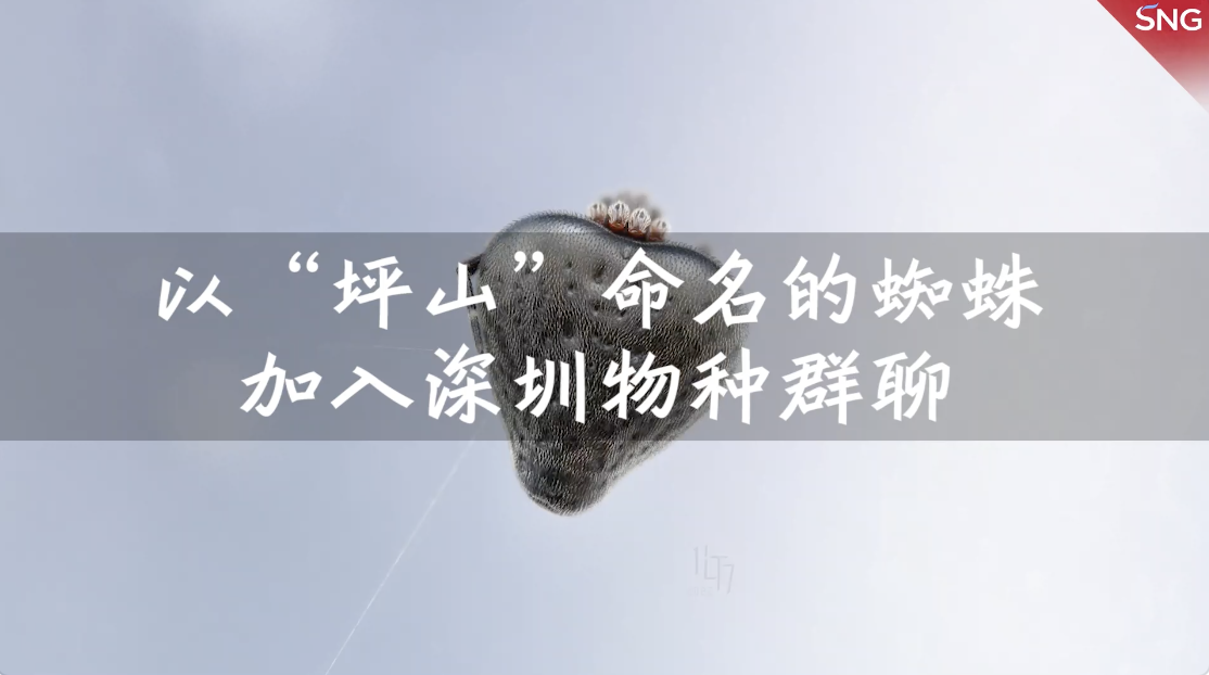 深圳发现新品种蜘蛛 以坪山命名