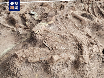 抢救性发掘！云南或发现我国最早的恐龙骨骼化石地