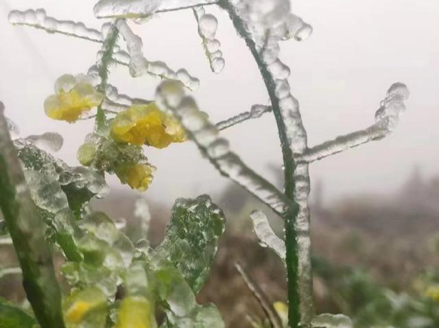 广东北部今天阴雨仍在线，高寒山区或有雪