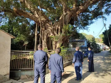 公明街道加强古树名木保护  厚植生态文明底色