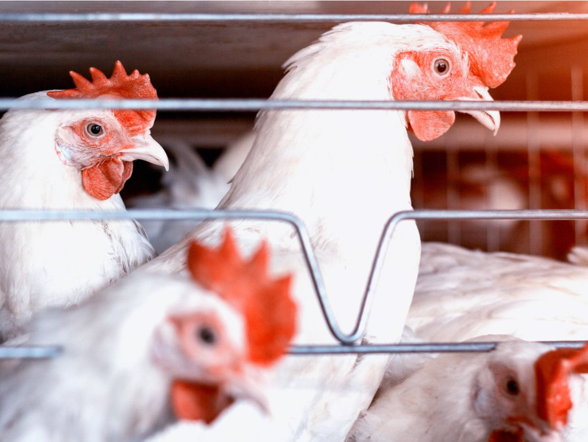 鸡苗价格持续上涨 “鸡周期”高景气度或延至明年