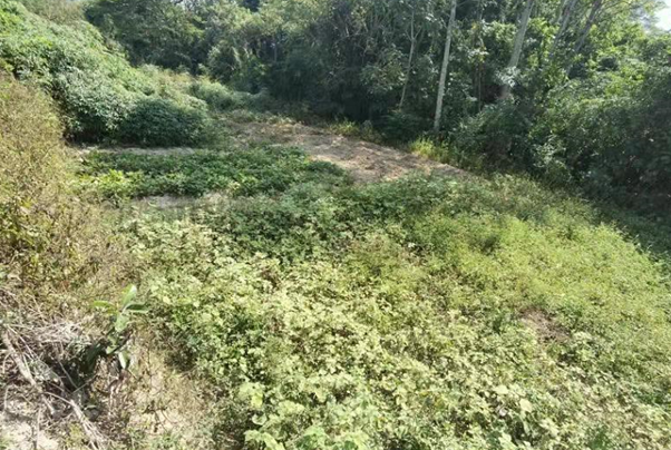 1000平方米！坪地街道成功劝导占用国有土地种植违法行为