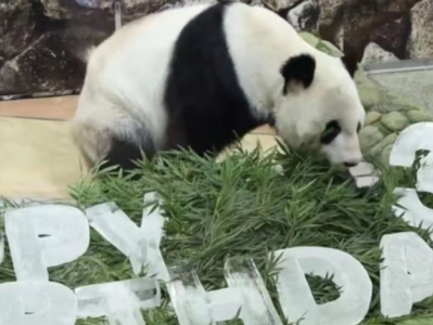 旅日大熊猫“永明”被任命为“中日友好特使”