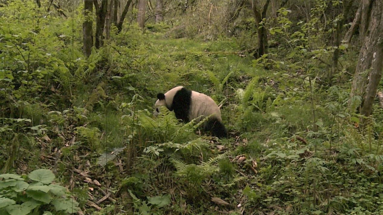 走！一起探秘国家公园丨验证完毕 大熊猫“含量”100%