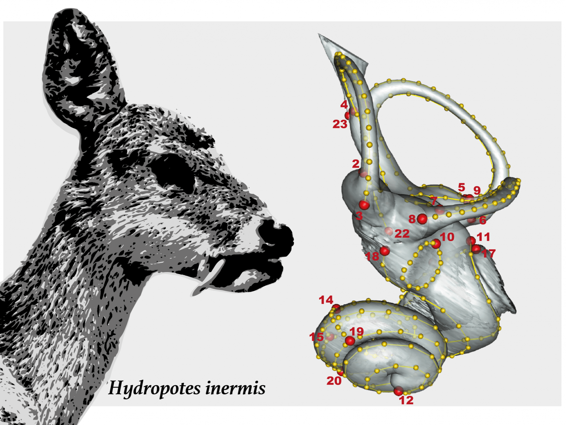 “耳朵”揭开食草动物3500万年演化秘密