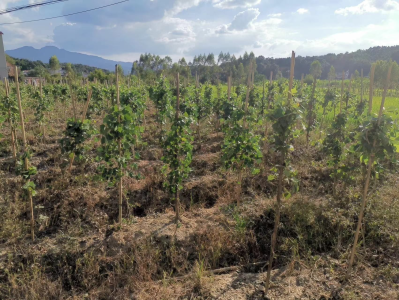 深河共建 圳在帮扶 | 深企助力 葛根成了青溪村致富一宝