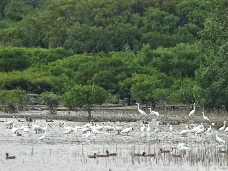 广东新增3处国家湿地公园