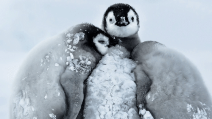 特上镜 122 | 冬日，动物也有“暖宝宝”