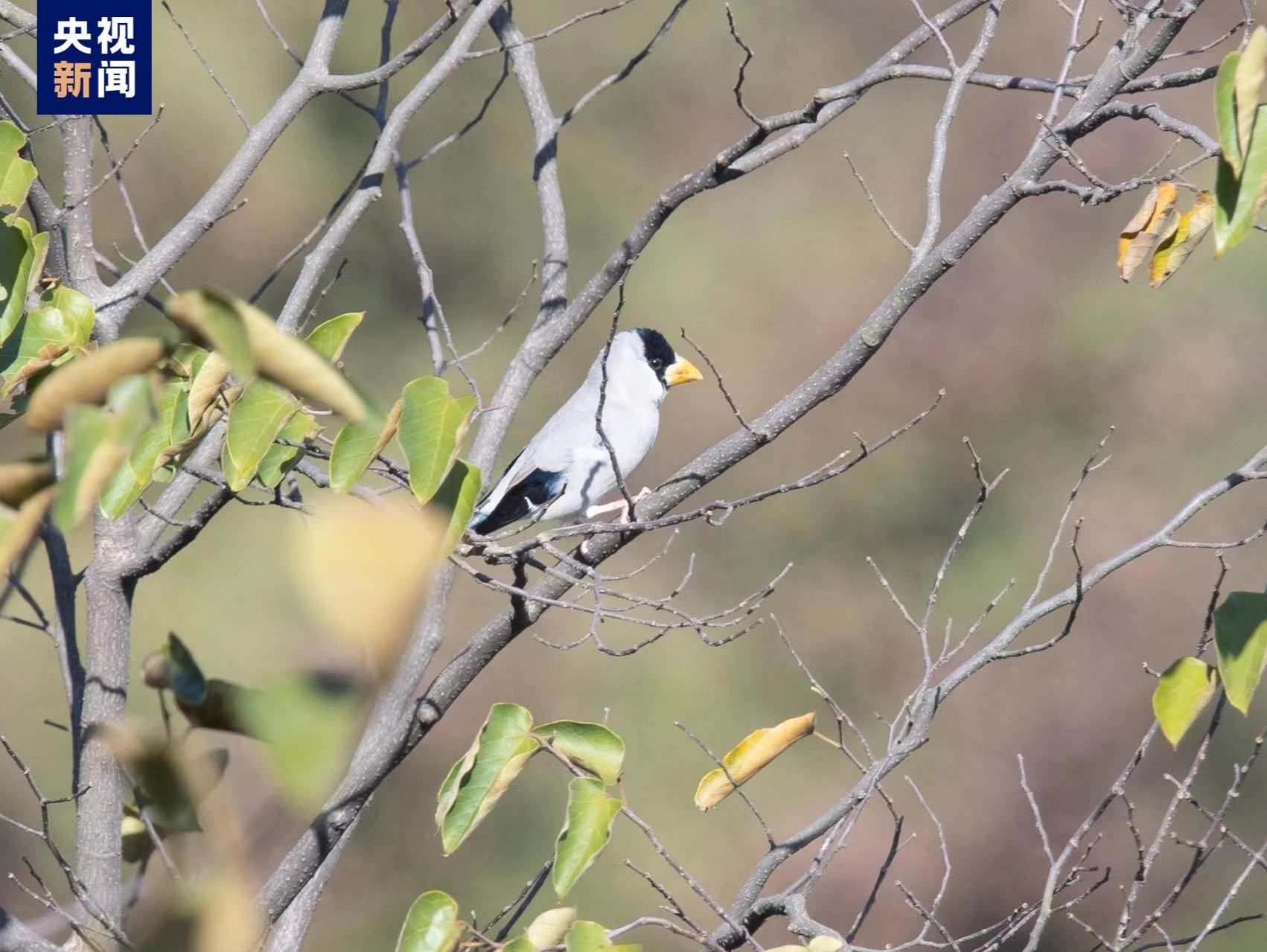 江西环鄱阳湖区发现3个鸟类新记录