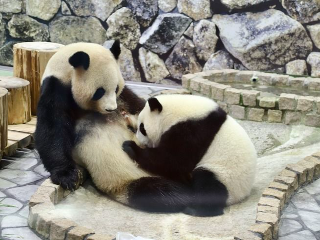 旅日大熊猫“永明”和它的双胞胎女儿将于明年2月22日回国