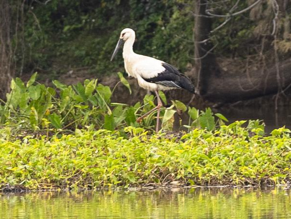 珍稀！“鸟中国宝”东方白鹳首次现身三水云东海国家湿地公园