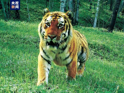 虎豹家族又添新成员！东北虎豹国家公园监测到幼虎10只幼豹7只
