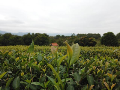惠州岩茶协会成立，全市岩茶生产总量达30吨