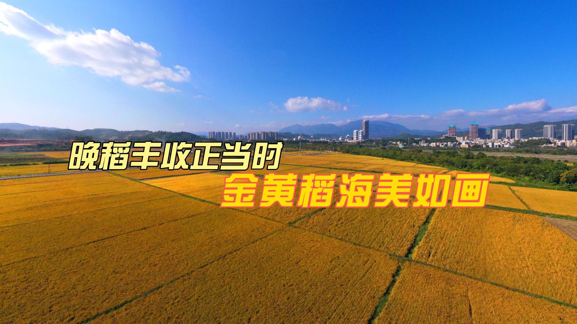 深汕特别合作区水美村：晚稻丰收正当时 金黄稻海美如画