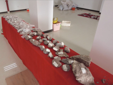 广西东兴发现的侏罗纪晚期恐龙化石修复工作已完成40%