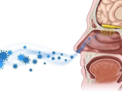 新冠研究：嗅觉丧失与嗅觉神经细胞持续受到免疫攻击有关