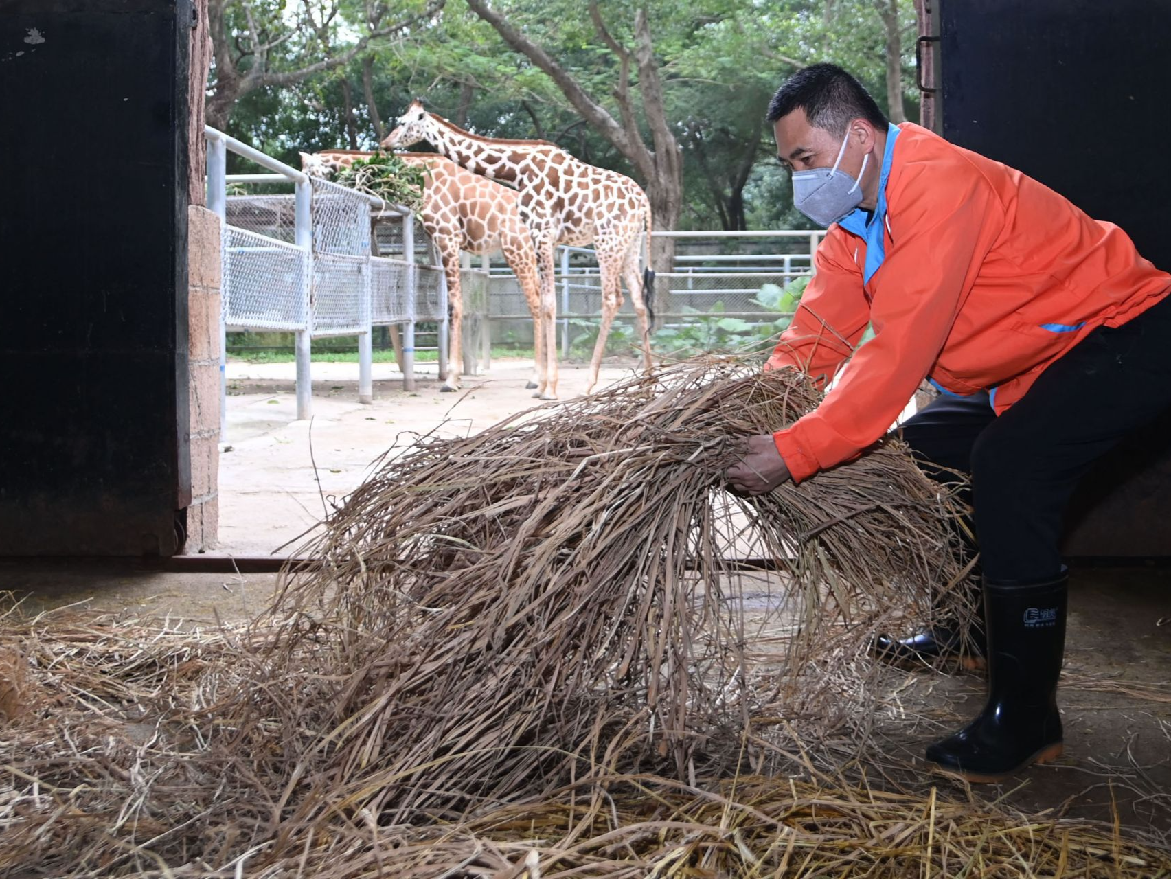 长颈鹿睡暖垫、环尾狐猴住暖房！深圳野生动物园动物御寒有招